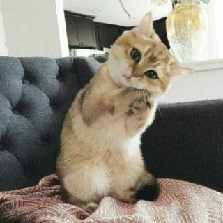 🐈