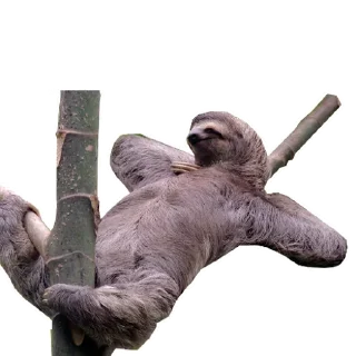 Funny Sloth @stickersb2b
