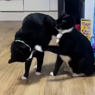 🐈