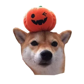 🐶