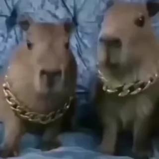 😎