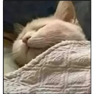 😴