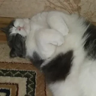 😴