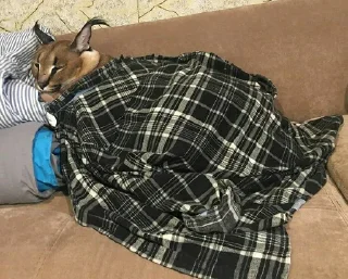 😴
