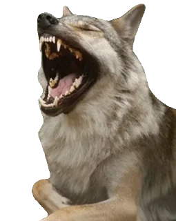 Wolf @stickersb2b