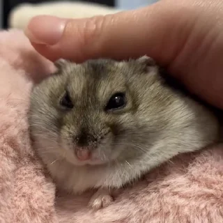 🐭