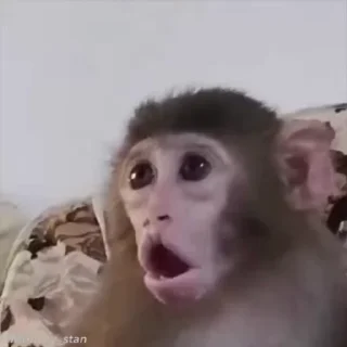 🌟