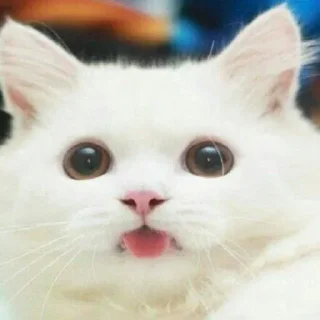 🐈