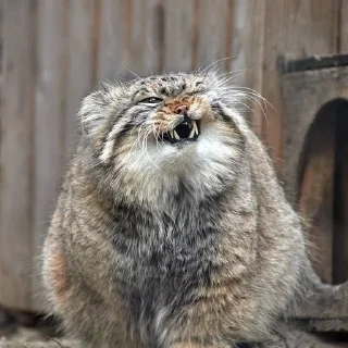 😠