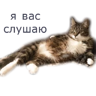 🐱