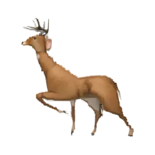 🦌