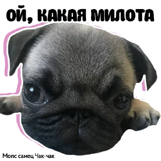 Pug Chak-chak (мопс самец Чак-чак)