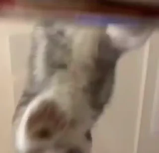 🐈