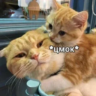 😽