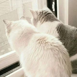 🐈