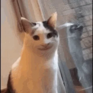 🐱