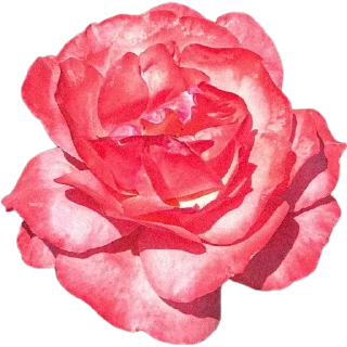 🌺