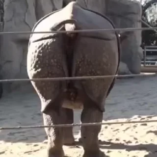💩