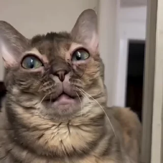 🐾