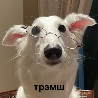 🤪