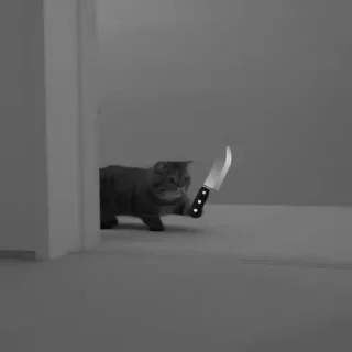 🐈‍⬛️