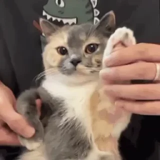 🐱