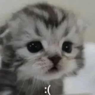 🐱