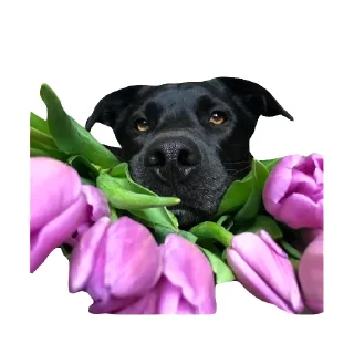 🌷