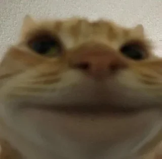 😼
