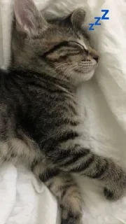 💤