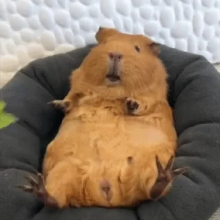 🐹