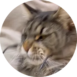 😎