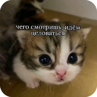 🐱