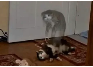 👻
