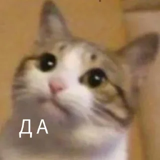 ✅