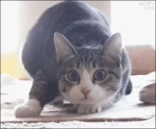 💃