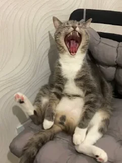 😴