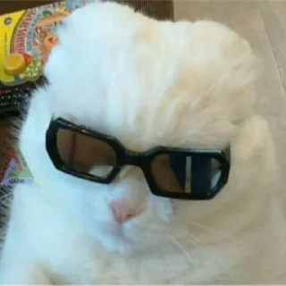 😎