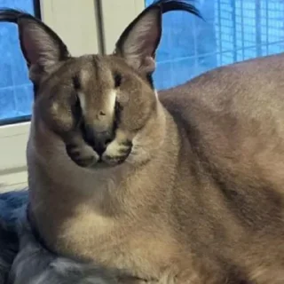 😴