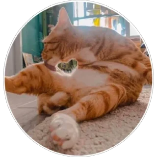 🐈