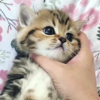 🥺