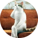 🐱