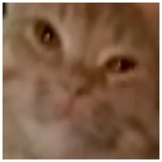 🐱