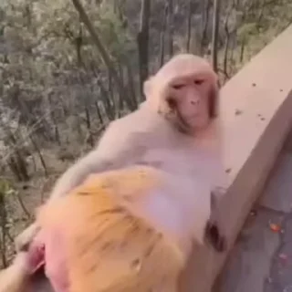 🐵