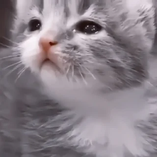 🥠