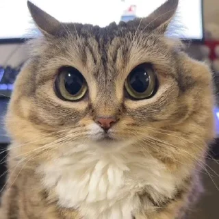 🌟