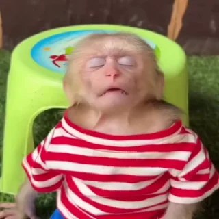 💤