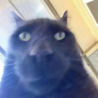 😾