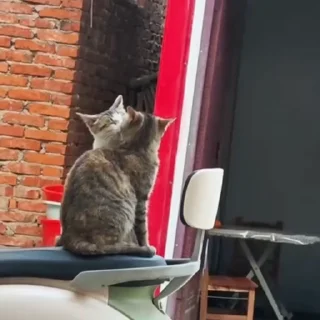 Котики @stickroom