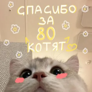 🐱
